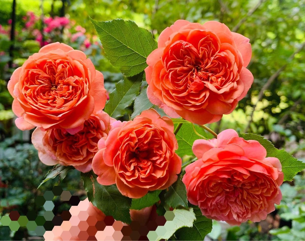 Amazon.co.jp: バラ苗 濃いオレンジ タイプ1の超強健種 中香 : DIY